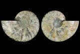 Agatized Ammonite Fossil - Madagascar #135263-1